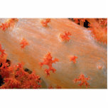 Species of orange soft coral from Fiji Cut Out