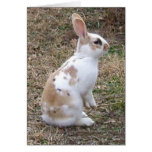 Speckled Bunny Rabbit greeting card