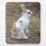 Speckled Bunny Rabbit... Mouse Pad