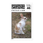 Speckled Bunny Rabbit Stamps