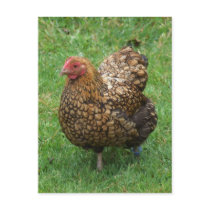 Speckled Chicken Postcard by emele1 Speckled Chicken Postcard