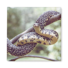Speckled King Snake Magnet magnet