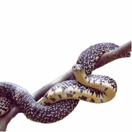 Buy Speckled King Snake Photo Sculpture by naturegirl7