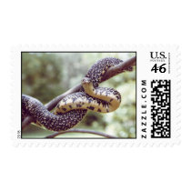 Speckled King Snake Postage