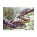 Speckled King Snake Postcard