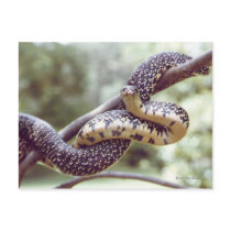 Speckled King Snake Postcard by naturegirl7 Speckled King Snake Postcard