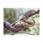 Speckled King Snake Postcard