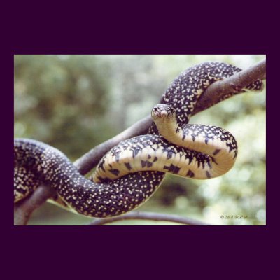Speckled King Snake Poster by naturegirl7