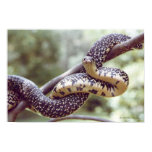 Speckled King Snake Poster