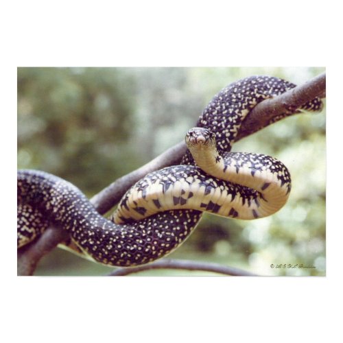 Speckled King Snake Poster print