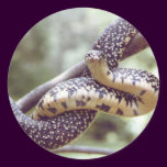 Speckled King Snake Sticker