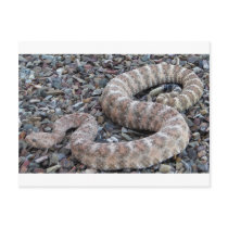 Speckled Rattlesnake Post Cards