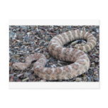 Speckled Rattlesnake postcards