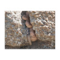 Speckled Rattlesnake postcards by Congress_Arizona Speckled Rattlesnake postcards