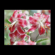 Speckled & Red! Postcard