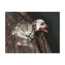 Speckled staffrog postcards by Junglegeorge Speckled staffrog postcards