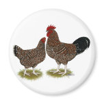 Speckled Sussex Chickens magnets