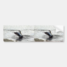 Spectacked Eider Drake Bumper Sticker