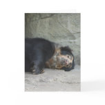 "Spectacled Bear 1" Greeting Card