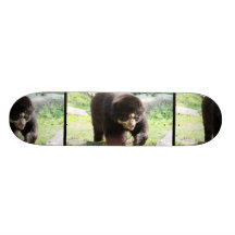 Spectacled Bear Skate Board Decks