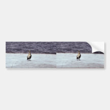 Spectacled Eider Drake Bumper Sticker