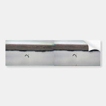 Spectacled Eider Drake in Flight Bumper Sticker