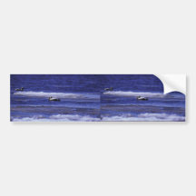 Spectacled Eider Drakes Bumper Stickers