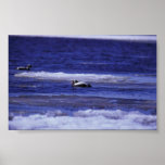 Spectacled Eider Drakes Print