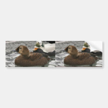 Spectacled Eider Female and Male Bumper Stickers