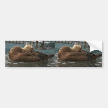 Spectacled Eider Female Bumper Stickers