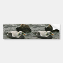 Spectacled Eider Male and Female Bumper Sticker