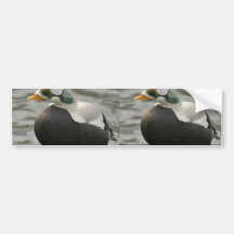 Spectacled Eider Male and Female Bumper Sticker