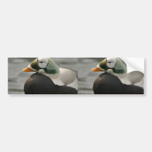 Spectacled Eider Male and Female Bumper Sticker