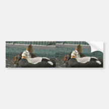 Spectacled Eider Male and Female Bumper Sticker