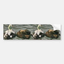 Spectacled Eider Male and Female Bumper Sticker