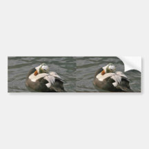 Spectacled Eider Male Bumper Stickers