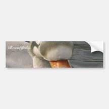 Spectacled Eider Male Bumper Stickers