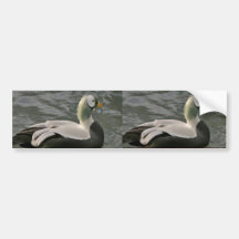 Spectacled Eider Male Bumper Stickers