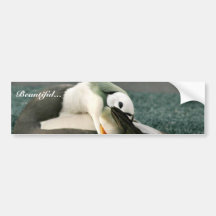 Spectacled Eider Male Bumper Stickers