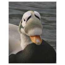 Spectacled Eider Male flyers by animalpark Spectacled Eider Male flyers