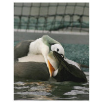 Spectacled Eider Male flyers by animalpark Spectacled Eider Male flyers