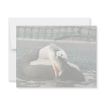 Spectacled Eider Male invitations by animalpark Spectacled Eider Male invitations