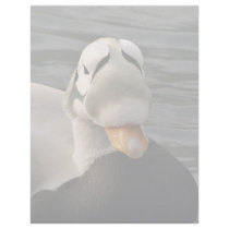 Spectacled Eider Male Letterhead Template