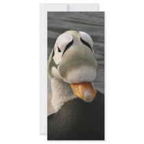 Spectacled Eider Male Rack Cards