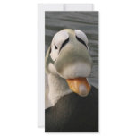 Spectacled Eider Male Rack Cards