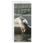 Spectacled Eider Male Rack Card