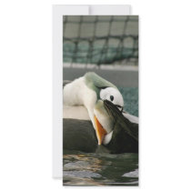 Spectacled Eider Male Rack Card
