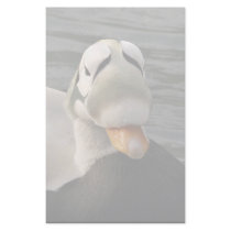 Spectacled Eider Male Stationery