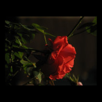 Spectacular Coral Rose posters
