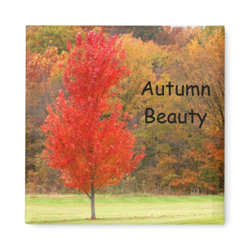 Spectacular Fall Colors magnet